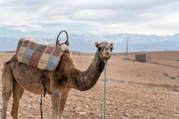 De Fez a Marrakech por el desierto en 10 días